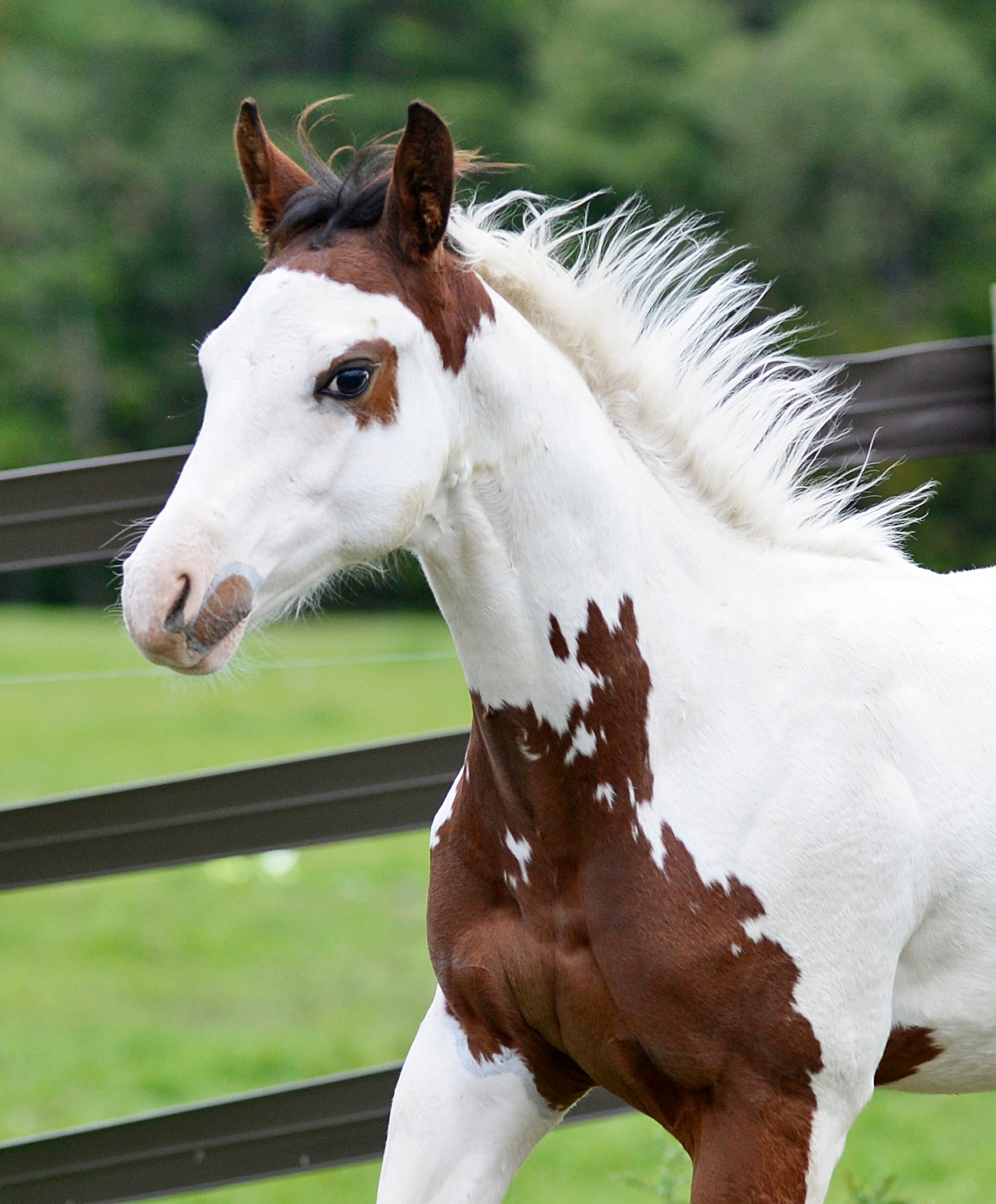 Strait Eclipsed - 2022 APHA Bay Tovero Colt (Thinkin Strait x Laddies Ivanhoe)